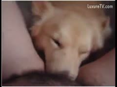 My second dog licked a bushy muff.